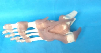 Doprava zdarma 1:1 Životní Velikosti Lidské Nohy, Kloubní Vazy, Svalové Model Kosterního pohybového Systému Anatomie Ruky a Nohy Chirurgie