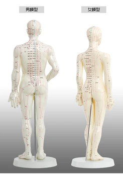 Meridian anglicko - Čínský model lidské akupunkturní bod model lidského těla 50cm muž nebo 48cm žena v Čínské doprava zdarma