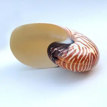 Shell Řemesla Přírodní Perleťově Čtyři velké Slavný Šroub Ulita Mušle Korály Sběratelskou Středomořské Akvárium Ozdoby Mořského Plže