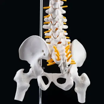 45cm Flexibilní Lidské Páteře Obratle Bederní Křivka Anatomický Model Anatomie Páteře Lékařské Učební Nástroj