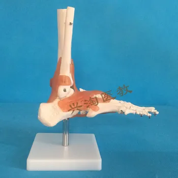 Lidská kostra dospělé model šesti společný model, rameno, loket, kyčel, noha, ruka, kolenní kloub model výuky lékařské