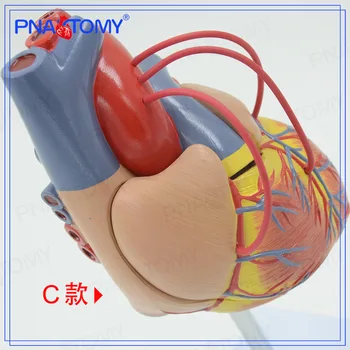 Srdeční Bypass Srdce Anatomie Kardiovaskulární Lidské Srdce Kardiologie Lékařský Model Exemplář