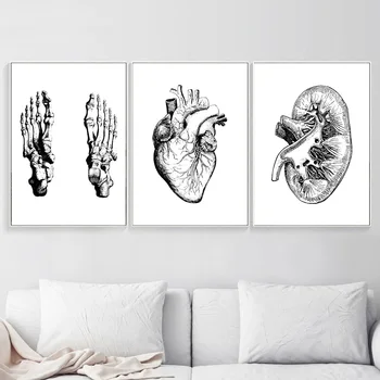 Srdce Lebky Nohy Kosti Anatomie Wall Art Malířské Plátno Nordic Plakáty A Tisk Nástěnné Obrázky Pro Obývací Pokoj Lékař Kancelář Dekor